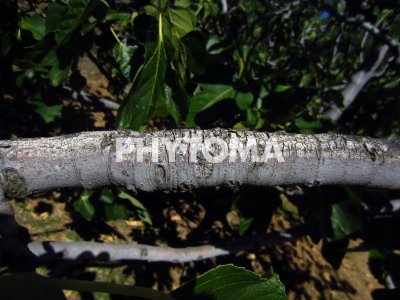 Ficus carica L.